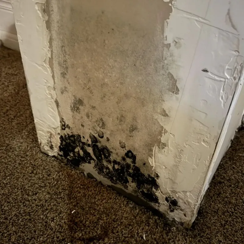 Professional Mold Removal in Salem, MA